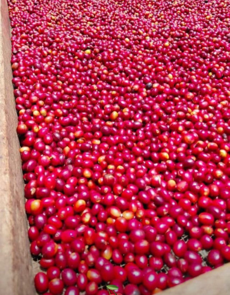 Ugandan coffee fruit