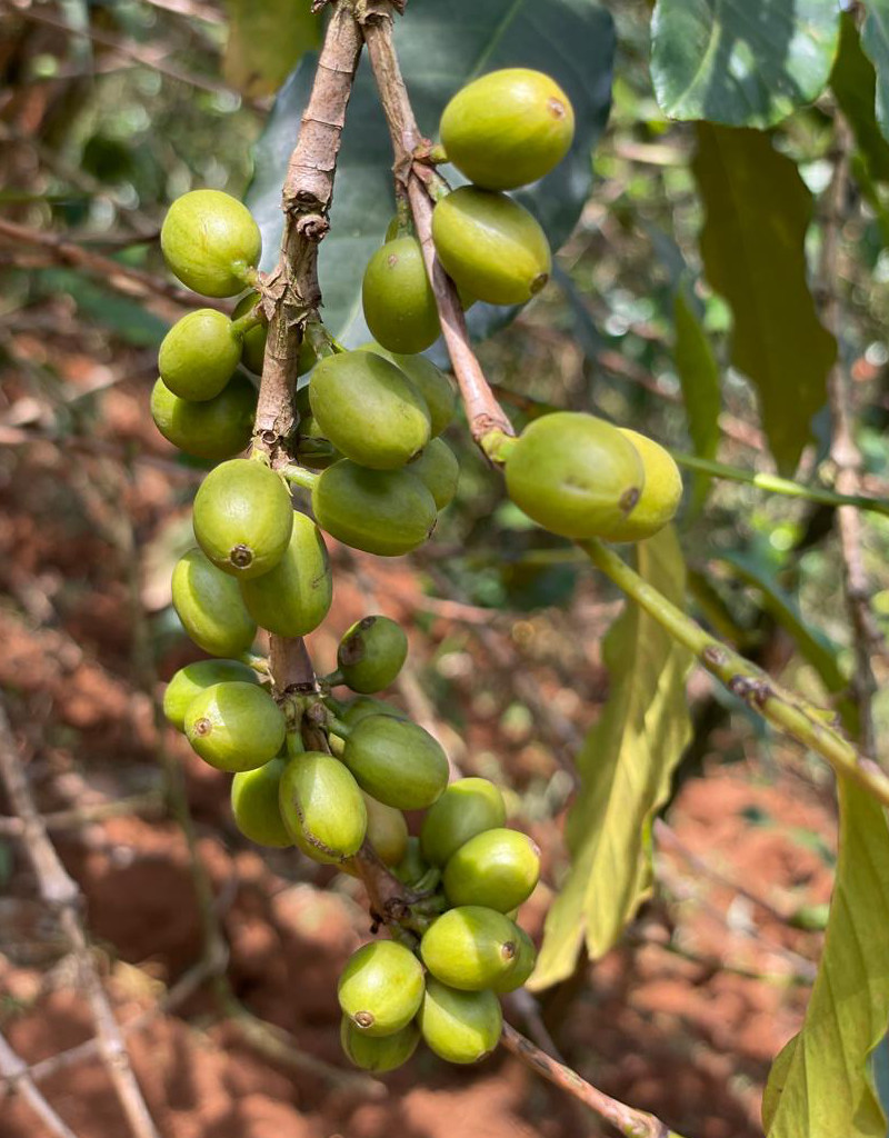 Ugandan grown coffee fruit