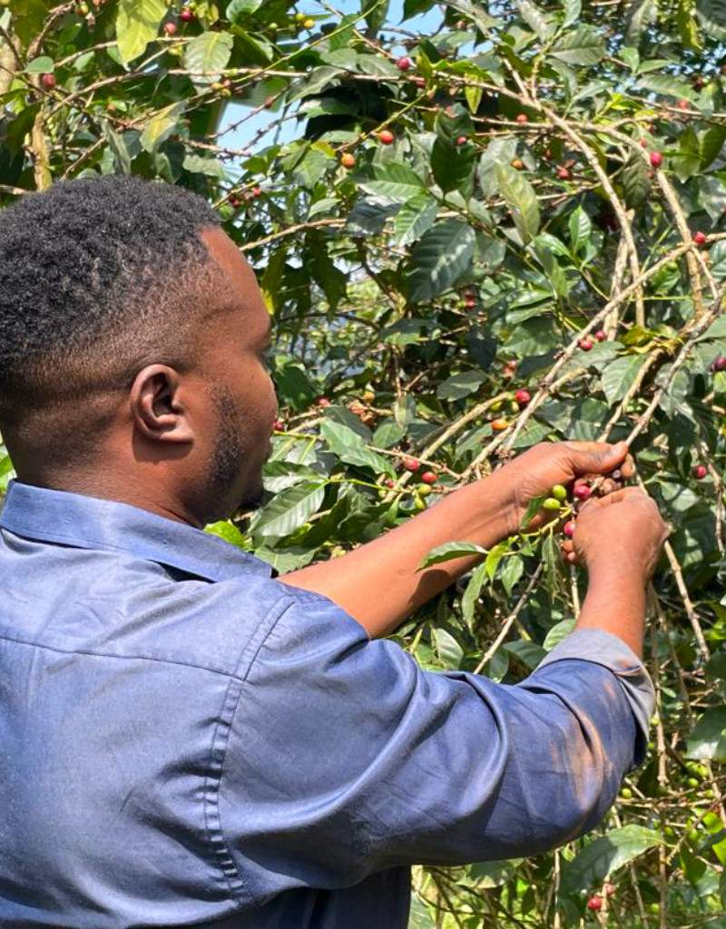 Picking coffee fruit