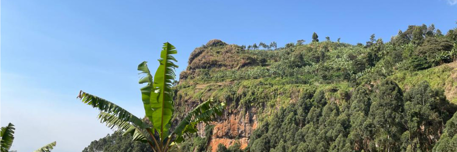 Ethically source premium Ugandan coffee beans